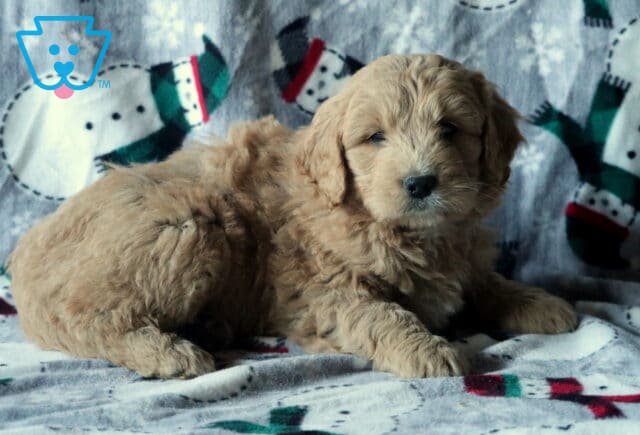 Dunkin Mini Goldendoodle2 image