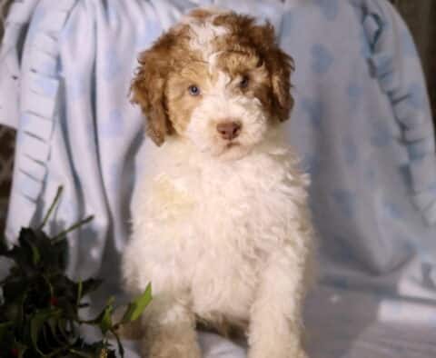 Dunkin Mini Poodle Retake