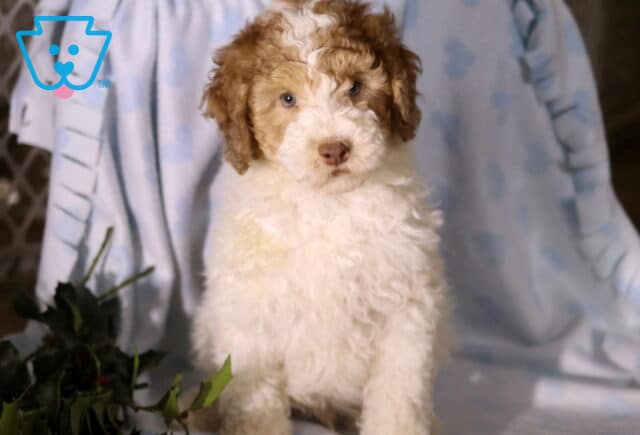 Dunkin Mini Poodle Retake image