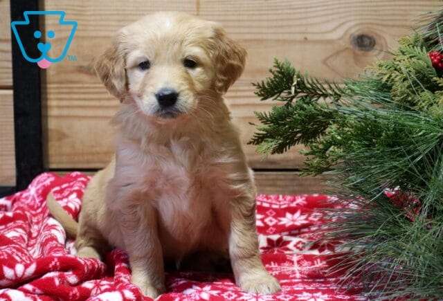 Fairy Goldendoodle image