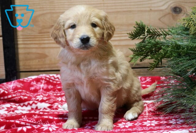 Fairy Goldendoodle2 image