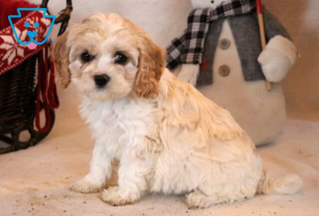 Farrah Cavapoo image