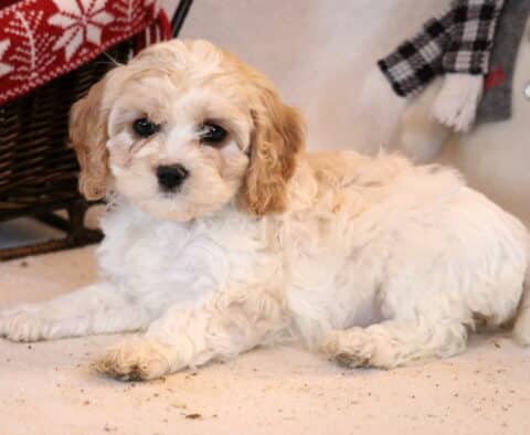 Farrah Cavapoo2