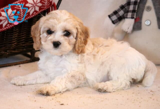 Farrah Cavapoo2 image