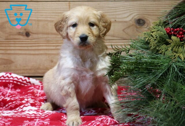 Farrah Goldendoodle image