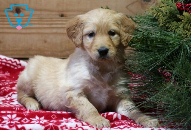 Farrah Goldendoodle2 image