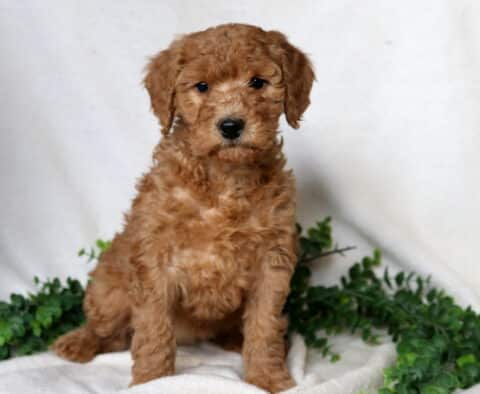 Farrah Mini Goldendoodle