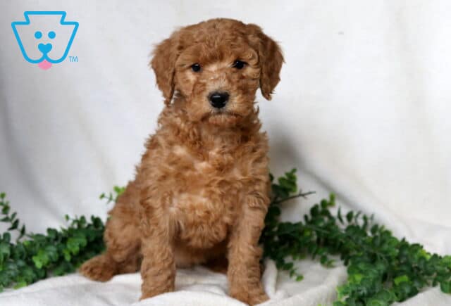 Farrah Mini Goldendoodle image