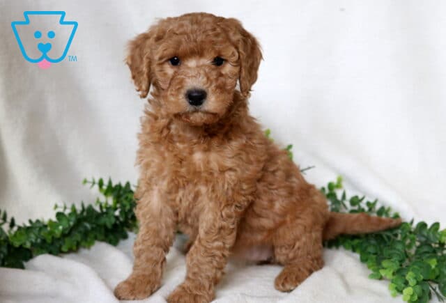 Farrah Mini Goldendoodle2 image