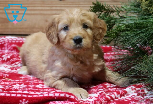 Fifi Goldendoodle image