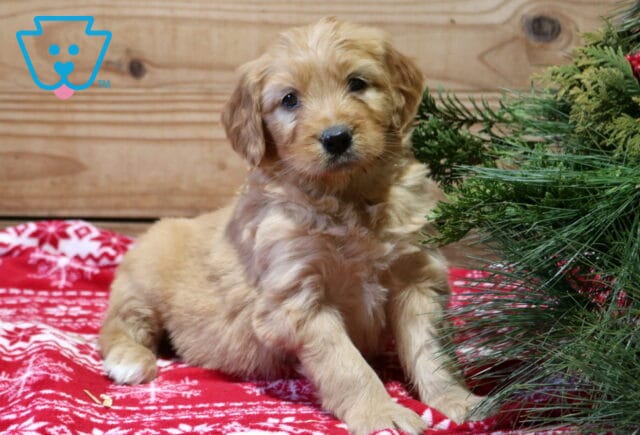 Fifi Goldendoodle2 image