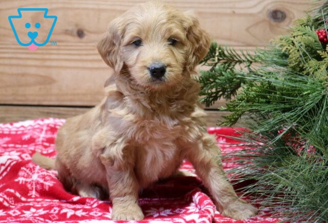 Flash GOldendoodle image