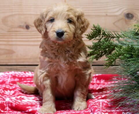 Flash GOldendoodle2