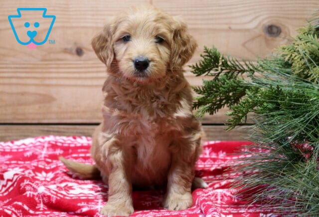 Flash GOldendoodle2 image