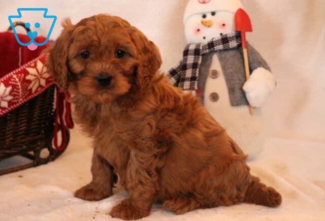 Flex Cavapoo image