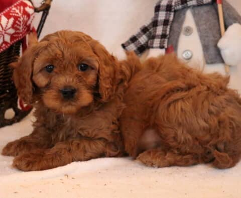 Flex Cavapoo2