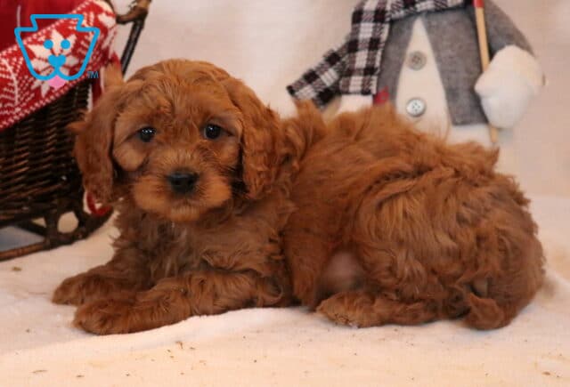 Flex Cavapoo2 image