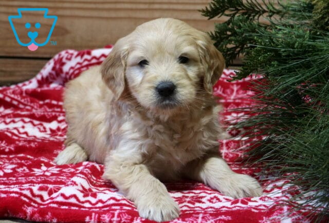 Flow Goldendoodle image