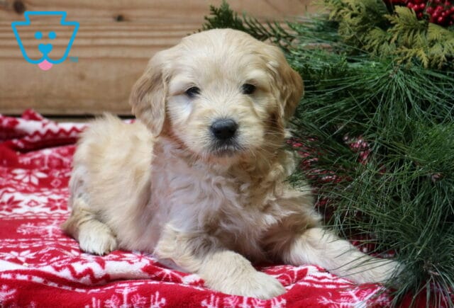 Flow Goldendoodle2 image