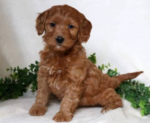 Foxy Mini Goldendoodle
