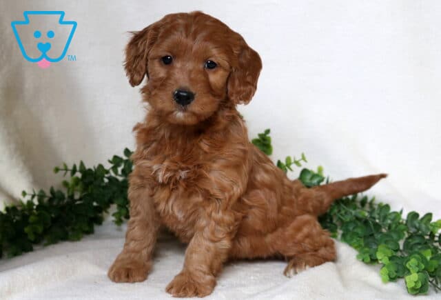 Foxy Mini Goldendoodle image