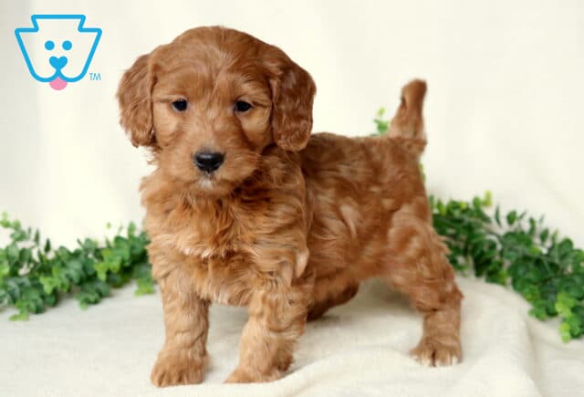 Foxy Mini Goldendoodle2 image