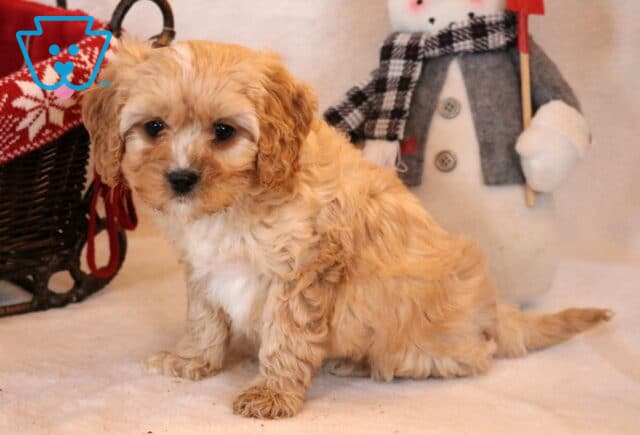 Frankie Cavapoo image