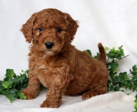 Franklin Mini Goldendoodle