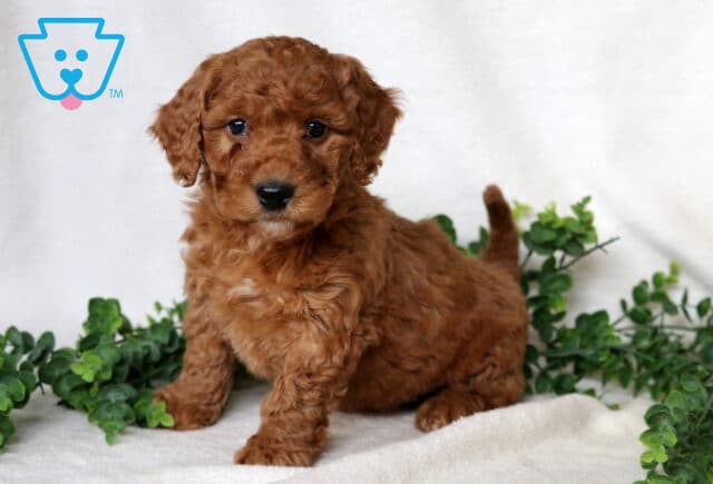Franklin Mini Goldendoodle image