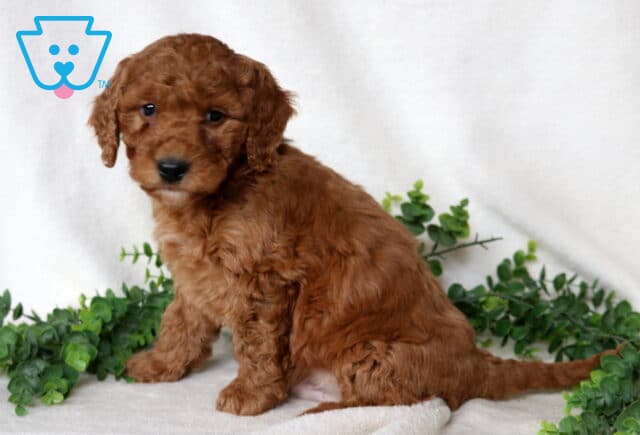 Franklin Mini Goldendoodle2 image