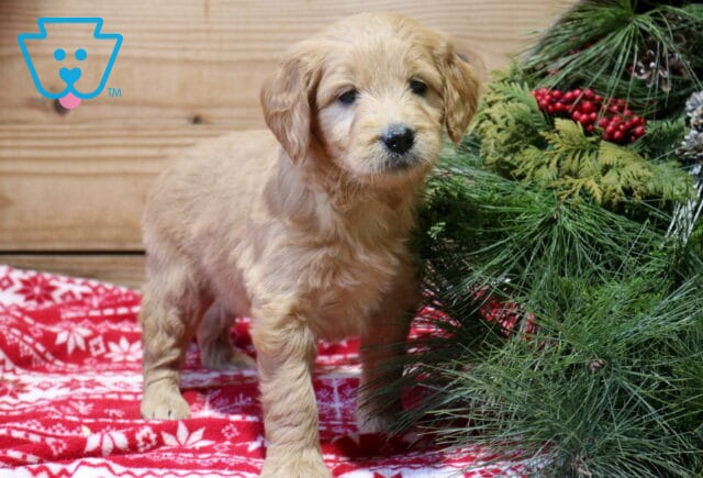 Friendly Goldendoodle image