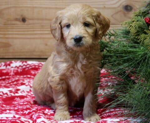 Friendly Goldendoodle2