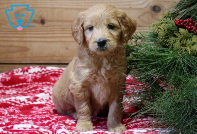 Friendly Goldendoodle2 image