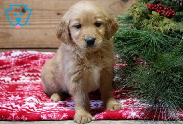 Frisky Goldendoodle image