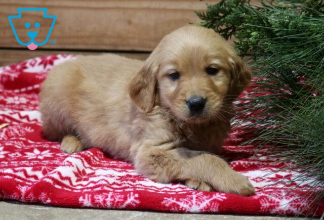 Frisky Goldendoodle2 image