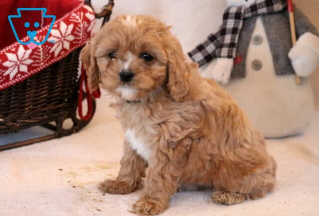 Frost Cavapoo image