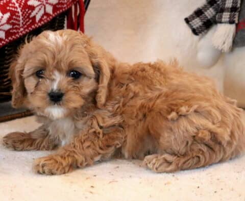 Frost Cavapoo2