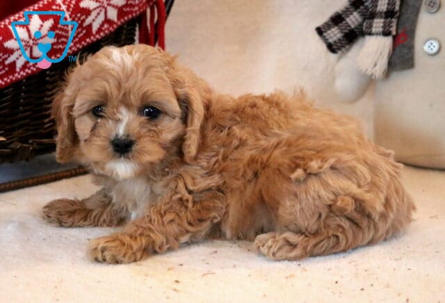 Frost Cavapoo2 image