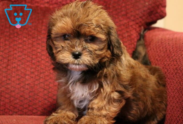 Shichon (Zuchon) puppy with a fluffy chocolate-brown coat and small white chest patch sitting on a red cushion, featuring soft curls and a sweet, alert expression. image