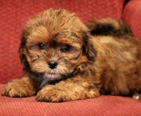 Shichon (Zuchon) puppy with a fluffy chocolate-brown coat lying on a red upholstered chair, showing soft wavy fur, dark round eyes, and a calm, cuddly expression.