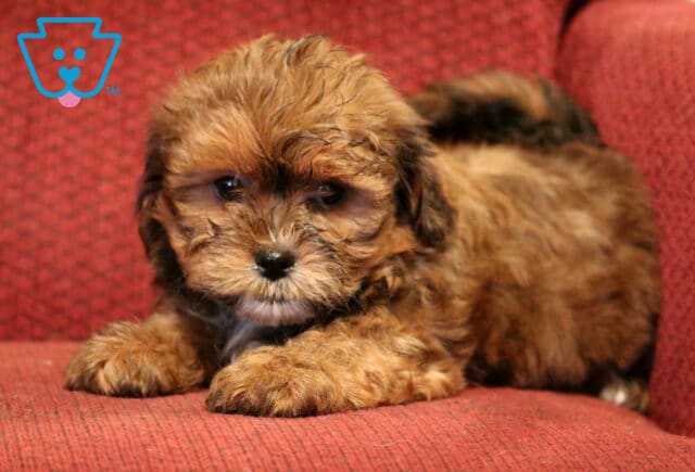 Shichon (Zuchon) puppy with a fluffy chocolate-brown coat lying on a red upholstered chair, showing soft wavy fur, dark round eyes, and a calm, cuddly expression. image