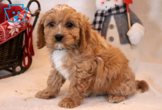 Fulton Cavapoo image