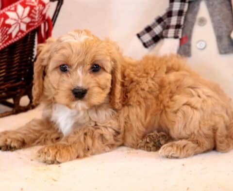 Fulton Cavapoo2