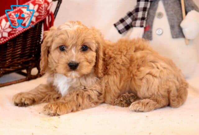 Fulton Cavapoo2 image