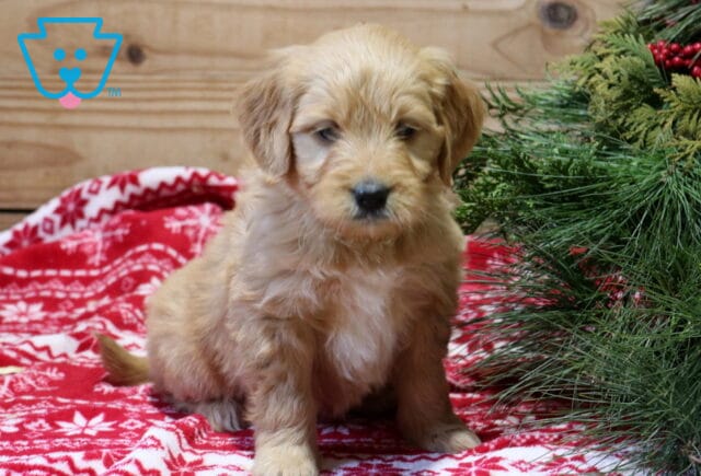 Furby Goldendoodle image