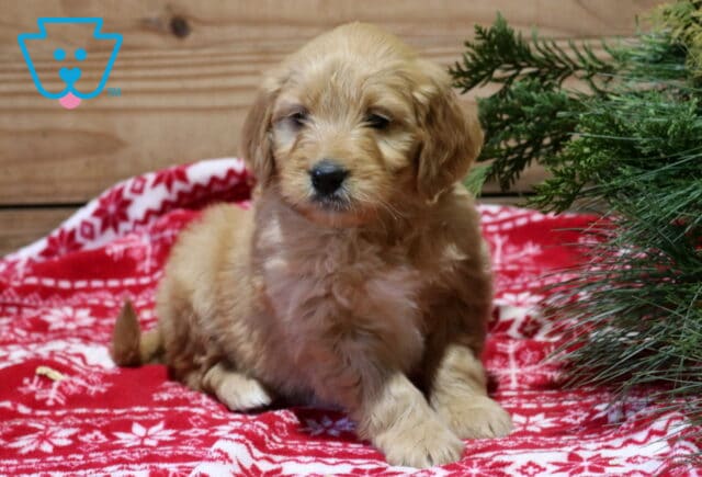 Furby Goldendoodle2 image