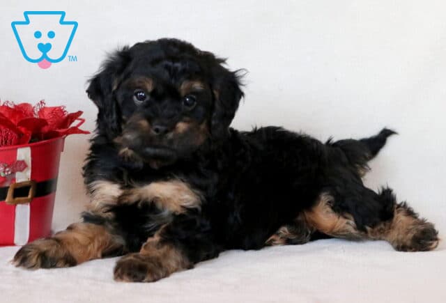 Gabriel Cavapoo image