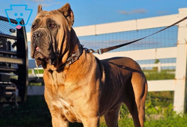 Gandalph Cane Corso Michael Esh image