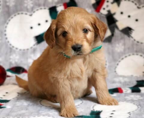 Garland Goldendoodle