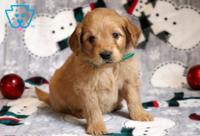 Garland Goldendoodle image